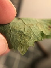 Phytomyza marginella