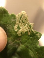 Phytomyza marginella