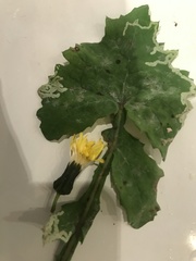 Phytomyza marginella