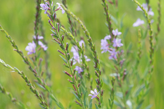 Lythrum alatum lanceolatum