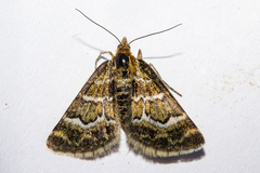 Notoreas paradelpha