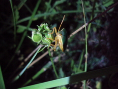 Edessa rufomarginata