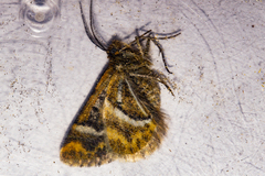 Notoreas paradelpha