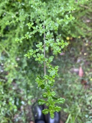 Prostanthera violacea