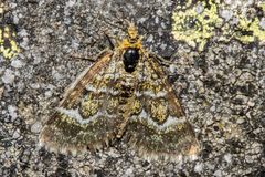 Notoreas paradelpha