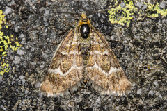 Notoreas paradelpha