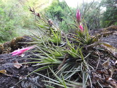 Tillandsia tenuifolia