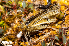 Notoreas paradelpha