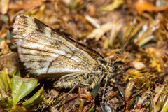 Notoreas paradelpha