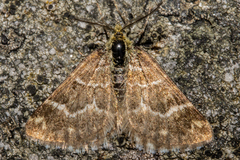 Notoreas paradelpha