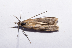 Scoparia exilis