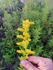 Solidago leavenworthii