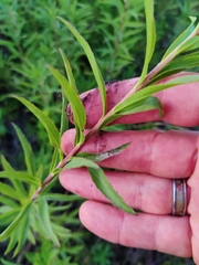Solidago leavenworthii