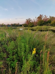 Solidago leavenworthii