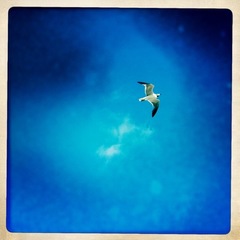 Leucophaeus atricilla