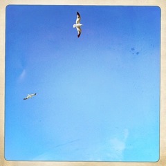 Leucophaeus atricilla