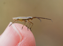 Leptopterna dolabrata