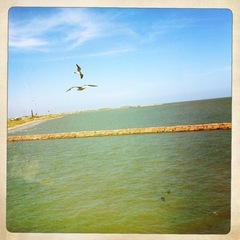 Leucophaeus atricilla