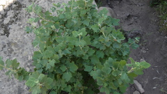 Ribes indecorum