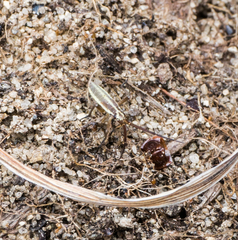 Leptopterna dolabrata