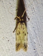 Anacampsis fullonella