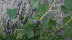 Ribes indecorum