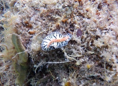 Maritigrella fuscopunctata