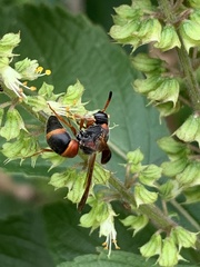 Pachodynerus erynnis