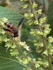 Pachodynerus erynnis