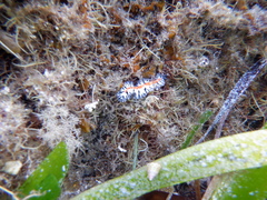 Maritigrella fuscopunctata