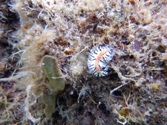 Maritigrella fuscopunctata
