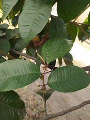 Chrysophyllum cainito