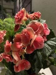 Begonia × hiemalis