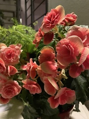 Begonia × hiemalis