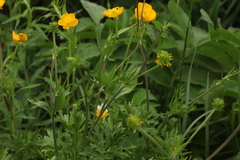 Ranunculus caucasicus