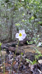 Pinguicula primuliflora