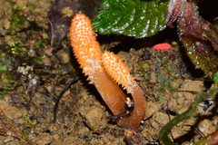 Cordyceps rosea