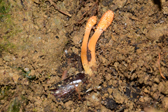 Cordyceps rosea