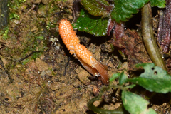 Cordyceps rosea