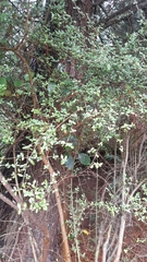 Coprosma crassifolia