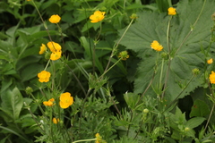 Ranunculus caucasicus