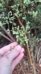 Coprosma crassifolia