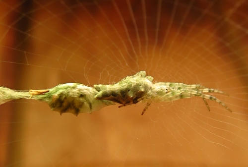 Bifurcate Trashline Orbweaver photo 5
