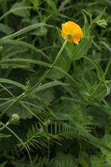 Ranunculus caucasicus