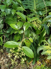 Viburnum seemenii