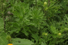 Ranunculus caucasicus