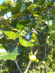 Sarcomphalus domingensis