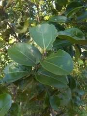 Sarcomphalus domingensis