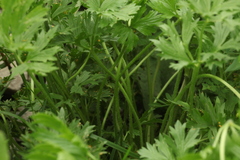 Ranunculus caucasicus