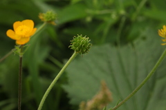 Ranunculus caucasicus